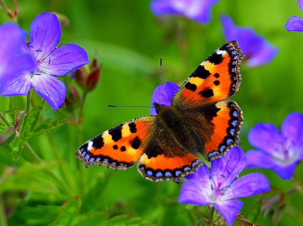 ��������� ���������� (Aglais urticae)
