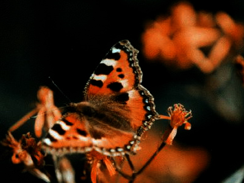 ��������� ���������� (Aglais urticae)