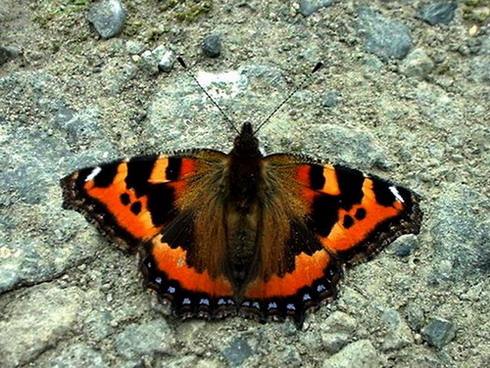 ��������� ���������� (Aglais urticae)
