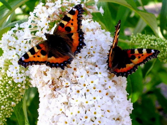 ��������� ���������� (Aglais urticae)
