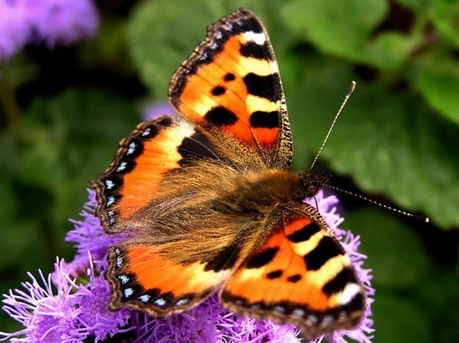 ��������� ���������� (Aglais urticae)