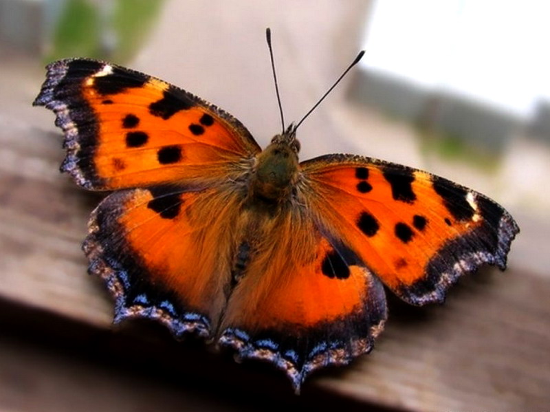 ��������� ���������� (Aglais urticae)