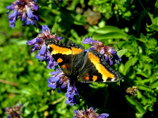 ��������� ���������� (Aglais urticae)