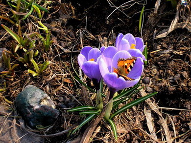 ��������� ���������� (Aglais urticae)