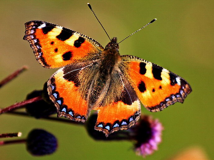 ��������� ���������� (Aglais urticae)