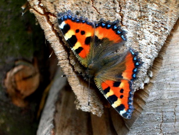 ��������� ���������� (Aglais urticae)