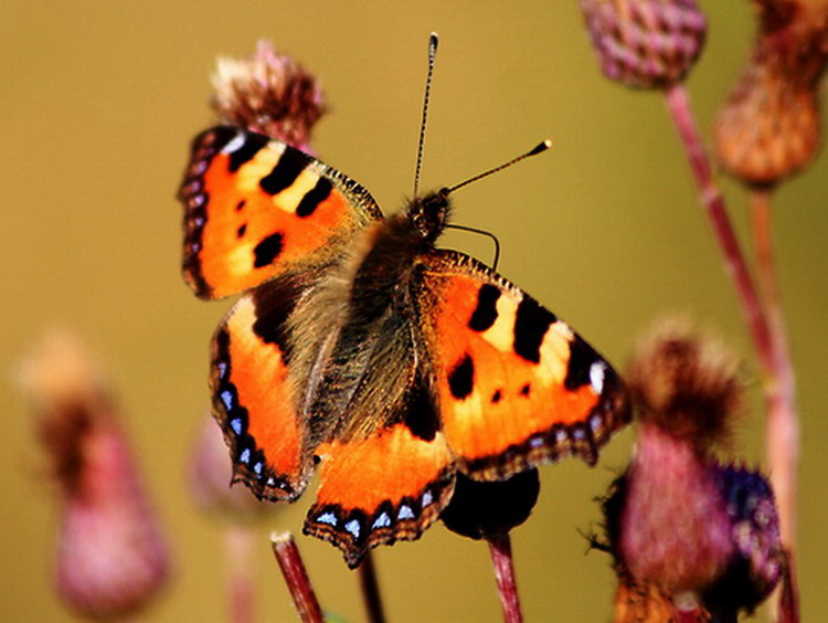 ��������� ���������� (Aglais urticae)