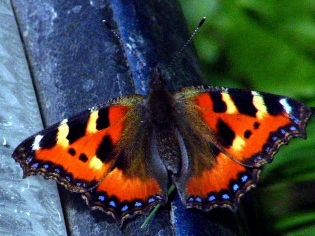��������� ���������� (Aglais urticae)