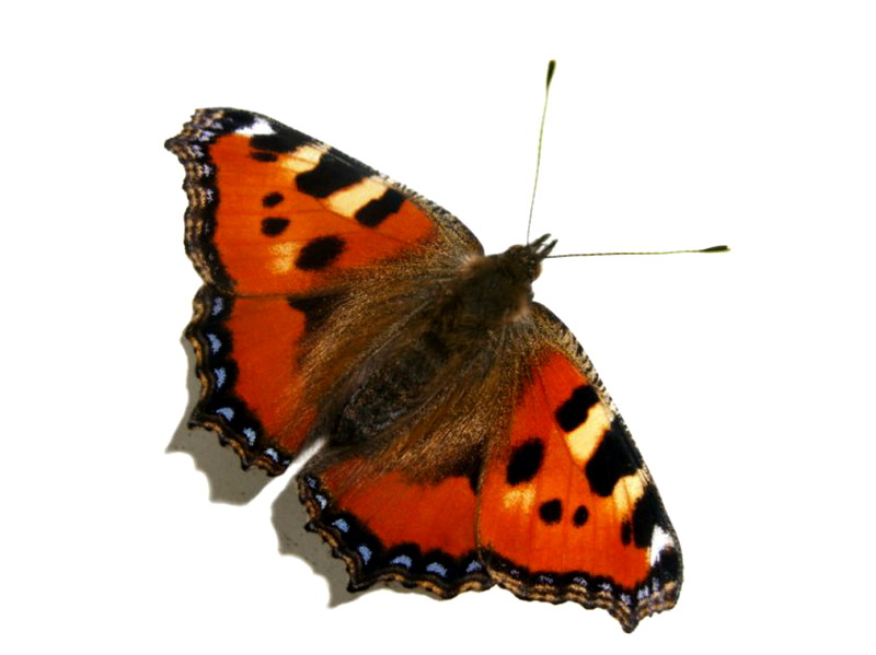 ��������� ���������� (Aglais urticae)