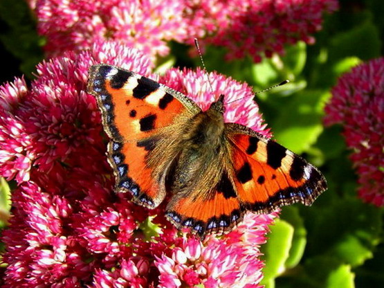 ��������� ���������� (Aglais urticae)
