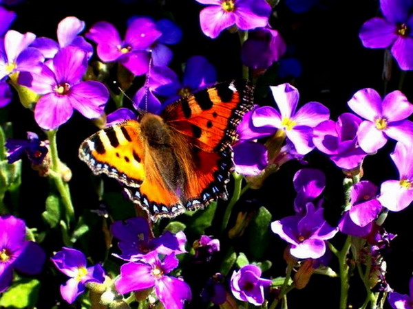 ��������� ���������� (Aglais urticae)