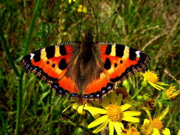 ��������� ���������� (Aglais urticae)