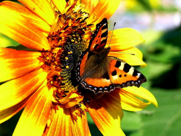 ��������� ���������� (Aglais urticae)