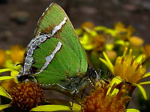 ��� ������� � �������� �����