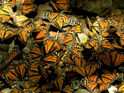 ��������� ������ (Danaus plexippus)