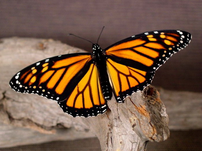 ��������� ������ (Danaus plexippus)
