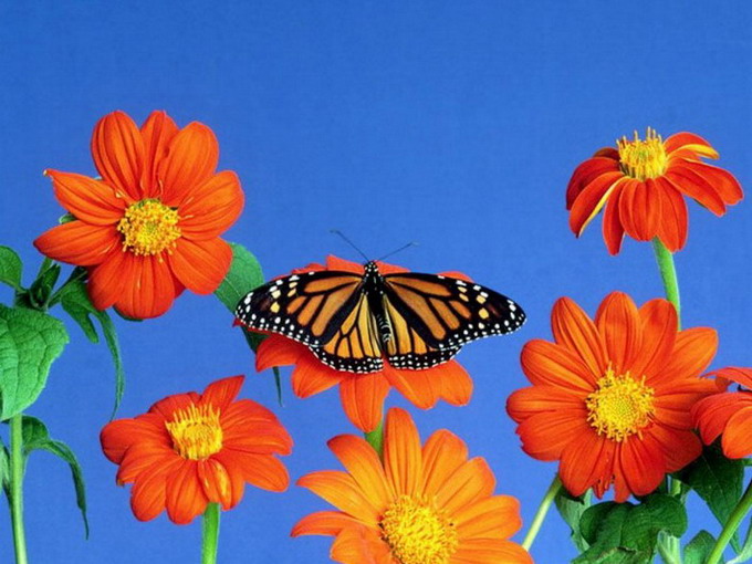 ��������� ������ (Danaus plexippus)