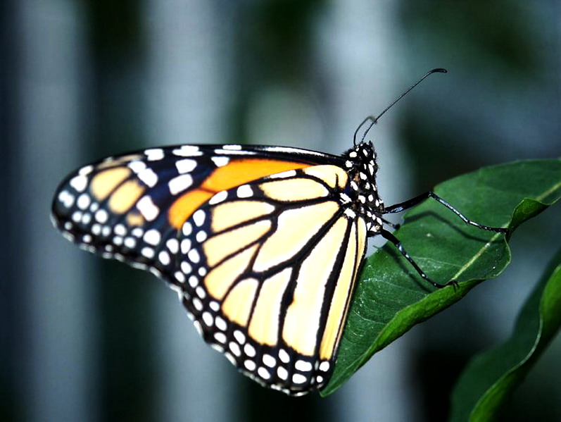 ��������� ������ (Danaus plexippus)