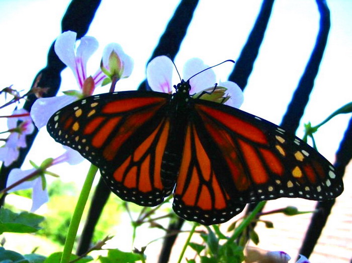 ��������� ������ (Danaus plexippus)