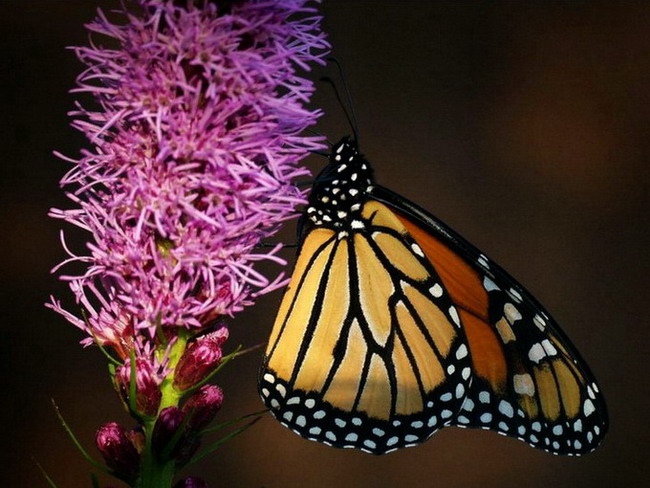 ��������� ������ (Danaus plexippus)
