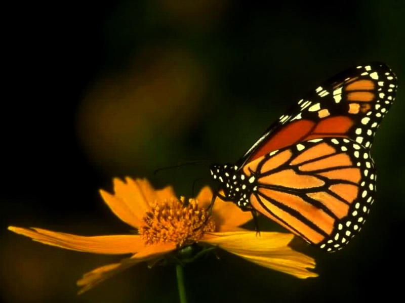 ��������� ������ (Danaus plexippus)