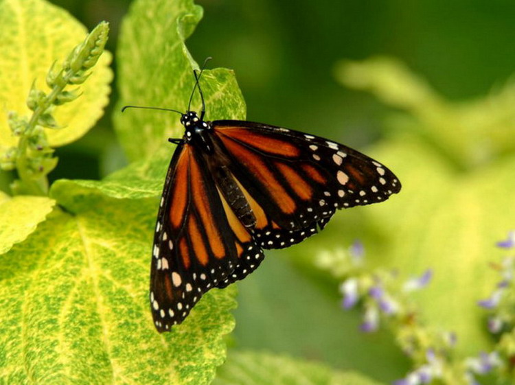 ��������� ������ (Danaus plexippus)