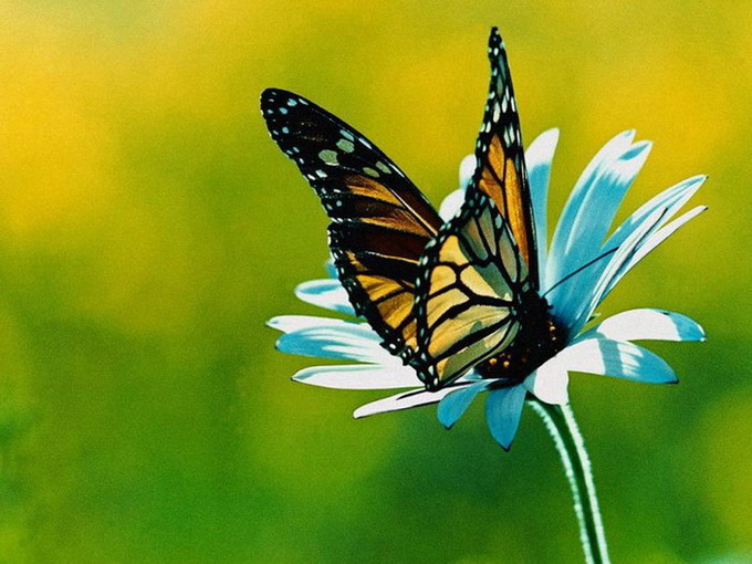 ��������� ������ (Danaus plexippus)