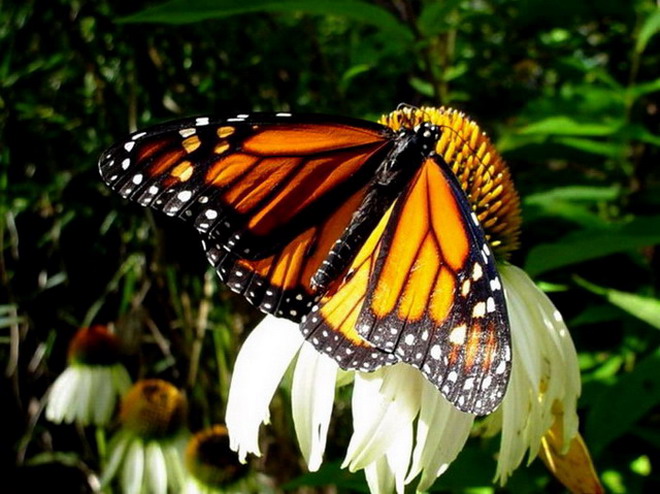 ��������� ������ (Danaus plexippus)