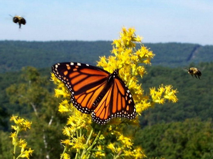 ��������� ������ (Danaus plexippus)