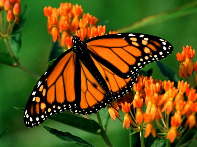 ��������� ������ (Danaus plexippus)