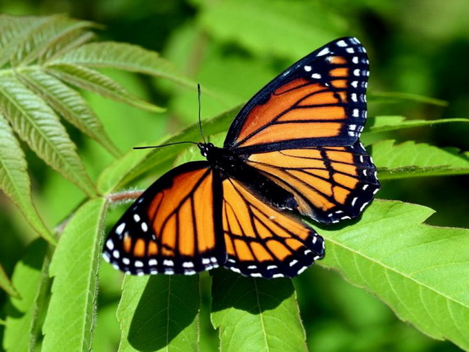 ��������� ������ (Danaus plexippus)