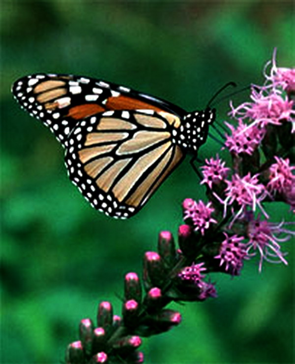 ��������� ������ (Danaus plexippus)