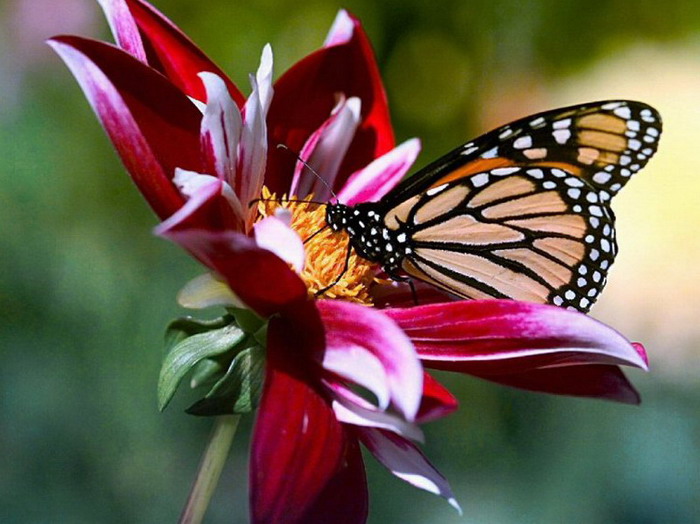 ��������� ������ (Danaus plexippus)