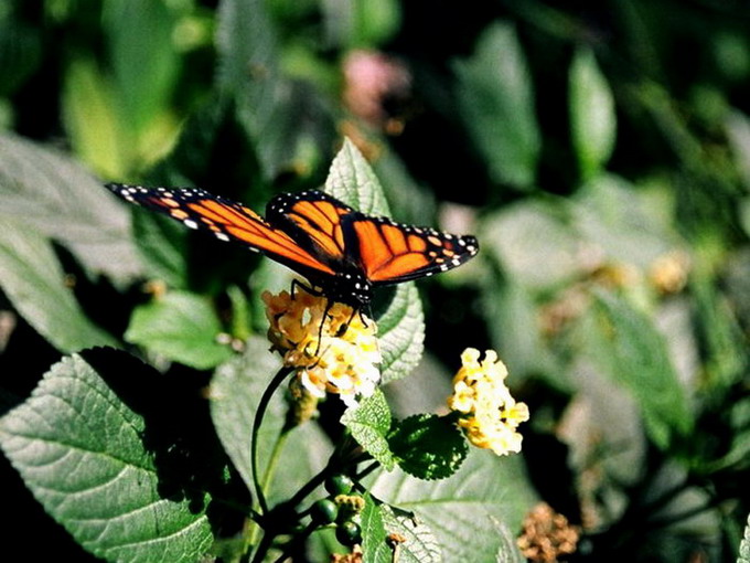 ��������� ������ (Danaus plexippus)
