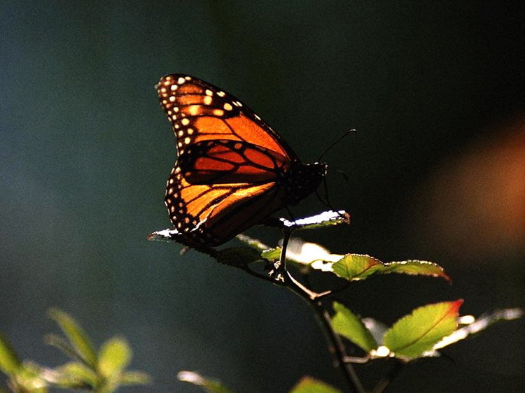 ��������� ������ (Danaus plexippus)