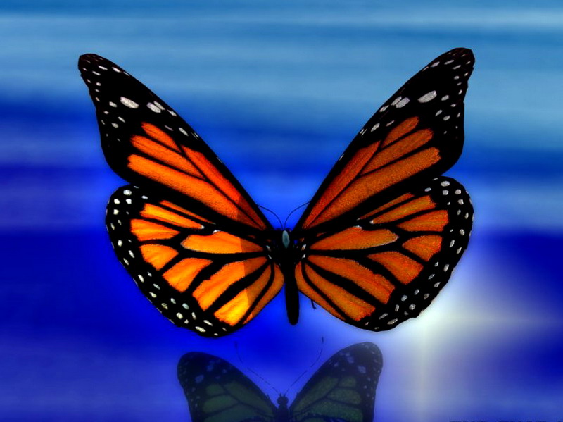 ��������� ������ (Danaus plexippus)