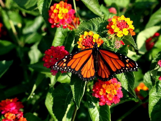 ��������� ������ (Danaus plexippus)