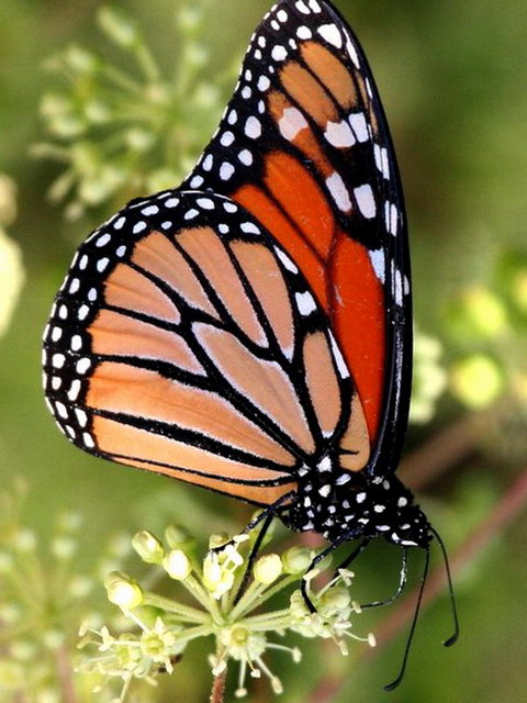 ��������� ������ (Danaus plexippus)