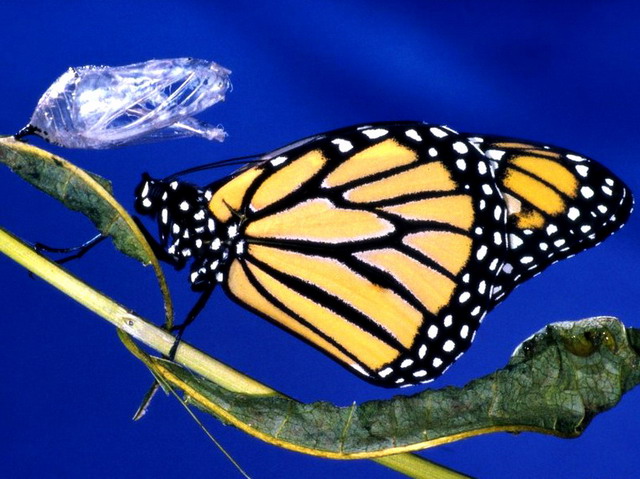 ��������� ������ (Danaus plexippus)