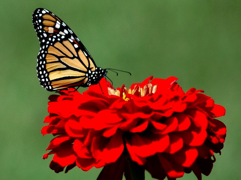 ��������� ������ (Danaus plexippus)