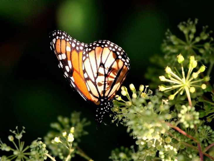 ��������� ������ (Danaus plexippus)