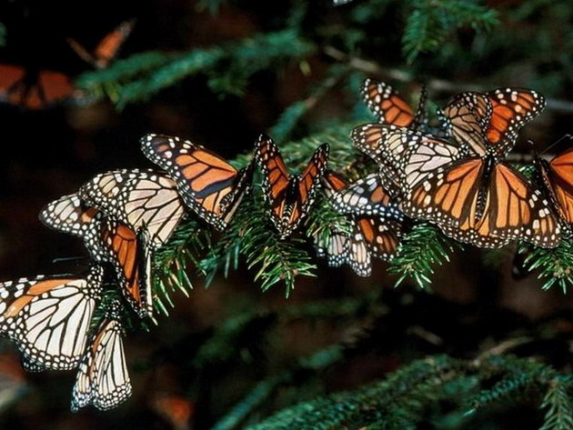 ��������� ������ (Danaus plexippus)