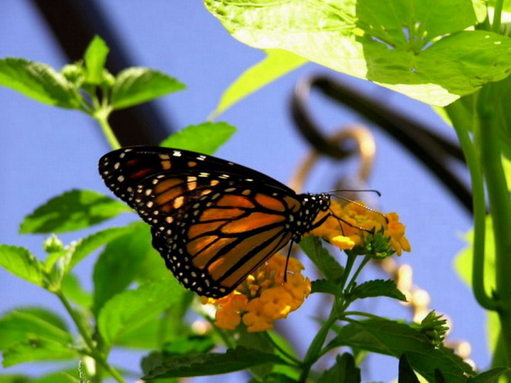 ��������� ������ (Danaus plexippus)