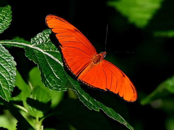 ��� ������� � �������� �����