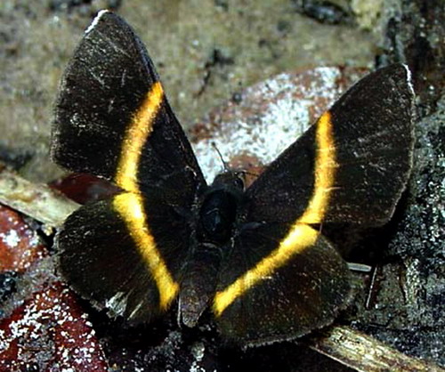 ��� ������� � �������� �����