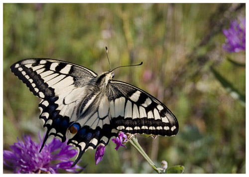 Papilio machaon - ������