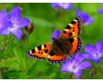 ��������� ���������� (Aglais urticae)