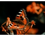 ��������� ���������� (Aglais urticae)