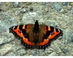 ��������� ���������� (Aglais urticae)