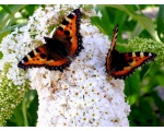 ��������� ���������� (Aglais urticae)